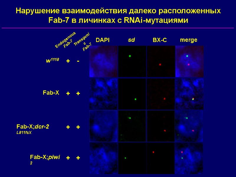 DAPI sd BX-C merge w1118 Fab-X Fab-X;piwi 2 Endogenous Fab-7 Transgenic Fab-7 + +